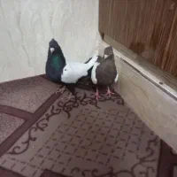 کفتر