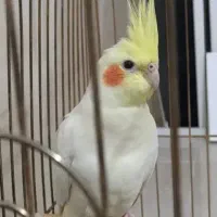 فروش یا معاوضه نر با ماده