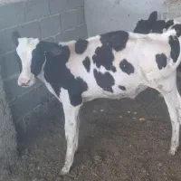 فروش انواع گوساله نر و ماده و تلیسه