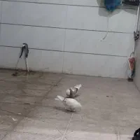 پرشی . ساعتی