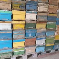 کندو زنبور عسل