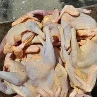 غاز.اردک.بوقلمون.مرغ.خروس|حیوانات مزرعه|رشت, پاستوریزه|دیوار