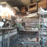 فروش کبوتر در بهبهان|پرنده|فولادشهر, فولادشهر|دیوار