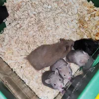 فروش تکی یا گله ی همستر سوری مو بلند|موش و خرگوش|پرند, فاز ۶|دیوار