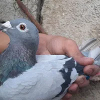 کبوتر مسافتی