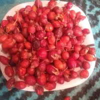 میوه نسترن کوهی  (ایت بورنی )(گیلدیک)
