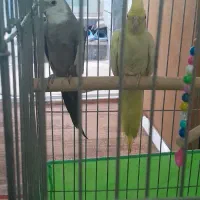 عروس هلندی نر وایت فیس ماده لوتینو