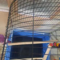 قفس طوطیسانان|لوازم جانبی حیوانات|قم, بنیاد|دیوار