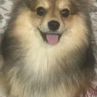 سگ پامر و شیتزو|سگ|خمینیشهر, |دیوار