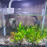 2 تا اکواریوم پلنت|ماهی|قم, پردیسان|دیوار