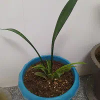 110هزار ققط پول گلدان