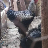 مرغ و خروس برهما بلک 10ماهه
