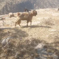 سلام کره نر برای فروش