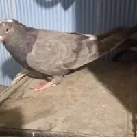 کبوتر اصفهانی شکار