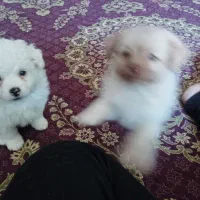 واگذاری سگ|سگ|کرمان, |دیوار