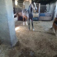 کره مادیان  درجه یک