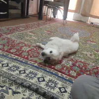 سگ فیندو روباهی واگذاری