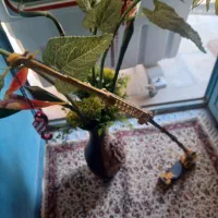 ماکت جرثقیل|اسباببازی|شیراز, شهرک مطهری|دیوار