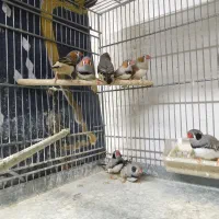 فنج کینگ|پرنده|قم, قلعه عموحسین|دیوار