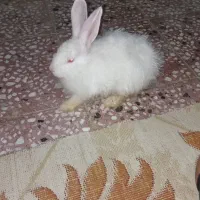 خرگوش