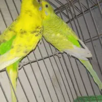 قناری خوش آواز|پرنده|خرمشهر, |دیوار