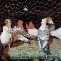 بلژیکی سفید موشی فر|پرنده|یزد, |دیوار