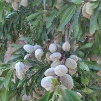 بادام سبز درجه یک عمده خرده