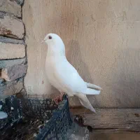 کفتر|پرنده|معصومیه, |دیوار