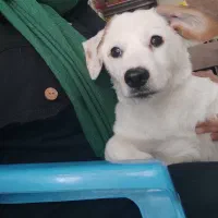 سگ نژاد اشپیتز