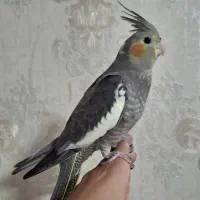 عروس هلندی دستی و بازیگوش