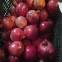 انار درجه یک صورتی|خوردنی و آشامیدنی|قم, شهرک فاطمیه|دیوار