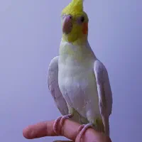 عروس هلندی دستی و سخن گو