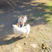 پامرانین خرسی و روباهی|سگ|تالش, تالش|دیوار