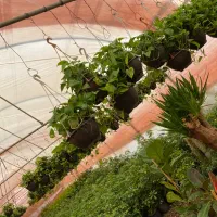 پتوس کاسه ، دیفن ، یوکا ، شامادورا|گل و گیاه طبیعی|قم, شهرک فاطمیه|دیوار