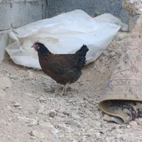 فروش و معاوضه مرغ جهادی کپ شوباغاز