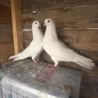 یک جفت تهرونی سفید درجه یک