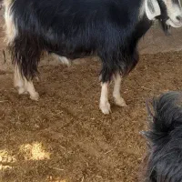 بره وکهره  بز چاق|حیوانات مزرعه|مرودشت, ده بید|دیوار