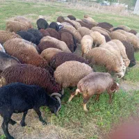 فروش گوسفند