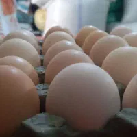 فروش تخم مرغ محلی درجه ۱