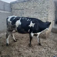 گاو هلشتاین|حیوانات مزرعه|بشاریات, |دیوار