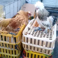 خرید و فروش انواع مرغ و خروس و کبوتر و...