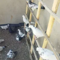 کفتر پرشی|پرنده|یزد, |دیوار