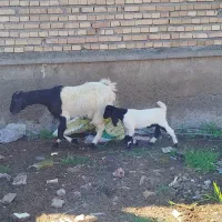 یک عدد بز بزغاله دار چهار تا بزغاله