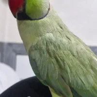 طوطی ملنگو دستی|پرنده|فرخشهر, |دیوار