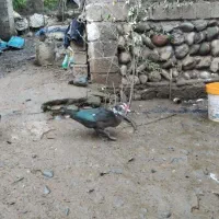 فروش اردک اسرائیلی نروماده|حیوانات مزرعه|املش, |دیوار