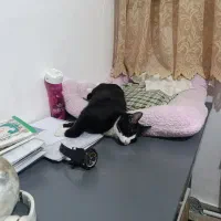 گربه ۷ ماهه نر|گربه|قم, پردیسان|دیوار