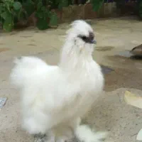 تخم نطفه دار برهما ریش دار و تخم ابریشمی|حیوانات مزرعه|تبریز, |دیوار