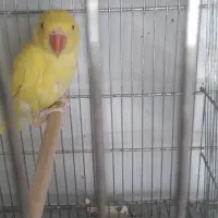 طوطی ملنگوزرد|پرنده|بیرجند, |دیوار