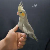 جوجه عروس هلندی جوجه|پرنده|پاکدشت, پاکدشت (مامازند)|دیوار