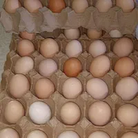 مرغ تخمگذار